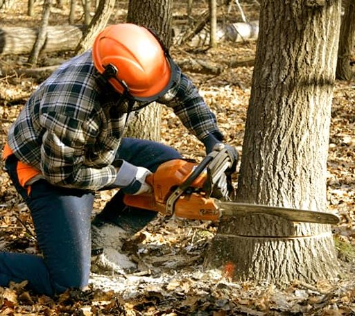 Tree Removal in Lagunitas, CA